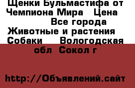 Щенки Бульмастифа от Чемпиона Мира › Цена ­ 1 000 - Все города Животные и растения » Собаки   . Вологодская обл.,Сокол г.